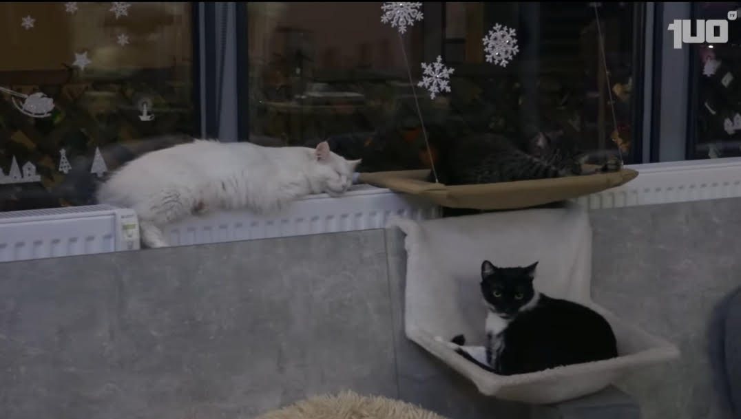 Gry planszowe, kawa i… koty?